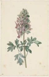 Blühende Corydalis bulbosa