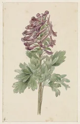 Blühende Corydalis bulbosa