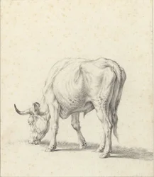 Weidender Stier