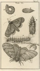 Raupen, Puppen und Schmetterlinge VI