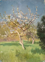 Apfelbaum in Blüte