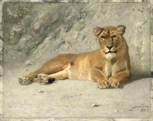 Ruhende Löwin