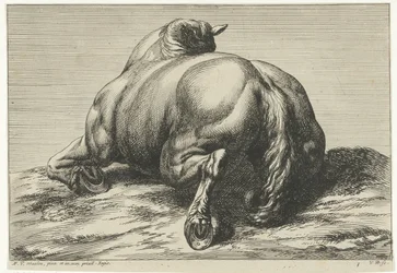 Gefallenes Pferd auf dem Bauch von hinten gesehen (Gefallene Pferde)
