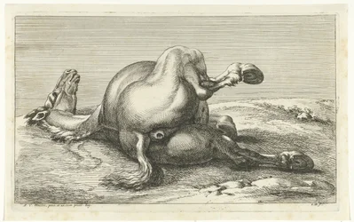 Gefallenes Pferd von hinten gesehen