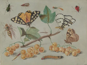 Studie von Schmetterling und Insekten, ca. 1655