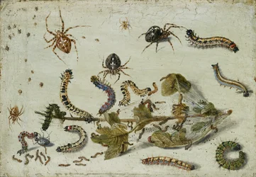 Verschiedene Spinnen und Raupen mit einem Stachelbeerspross, frühe 1650er Jahre