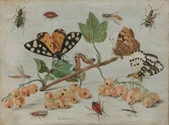 Insekten und Früchte