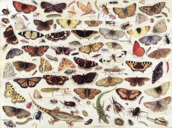 Studie von Schmetterlingen und anderen Insekten