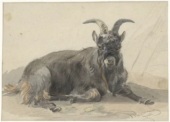 Liegender schwarzer Ziegenbock