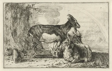 Ziegen (Tiere, Zoographiam)