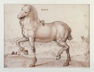 Studie für ein Pferd. Zeichnung von Giovanni Stradano (Jan van der Straet) (1523-1605). Florenz, Gabinetto Disegni e Stampe, Uffizien