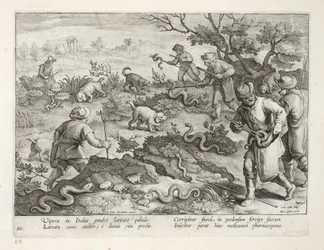 Italienische Vipern fressen Kröten, Tafel 60, Illustration aus 
