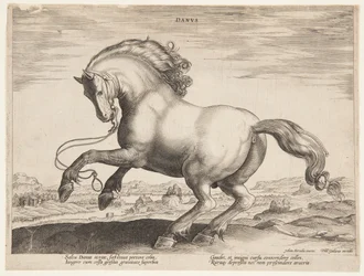 Ein dänisches Pferd, aus dem vierten Set von "Equile Joannis Austriaci"