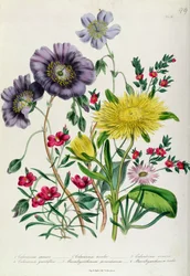 Calandrinia, Tafel 18 aus 