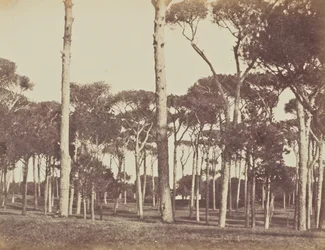 Steinpinienhain, Villa Pamfili Doria, Rom