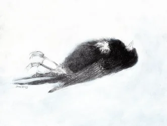 Verletzlichkeit und Tod im Winter (Toter Vogel an meiner Treppe II)