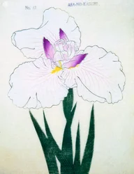 Asa-no.-Kasumi, Nr. 43, 1898