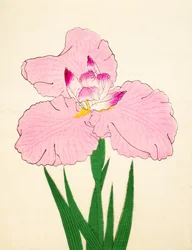 Gaisen, Nr. 90, 1890
