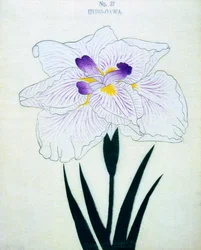 Izumi-Gawa, Nr. 37, 1898