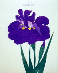 Komochi-Guma Nr. 14, 1898