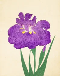 Nyo-Nishiki, Nr. 11, 1898