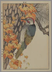 Specht, 1892