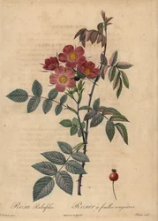 Rotblattrose, Rosa glauca