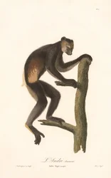 Schwarzer Indri (Indri Niger)