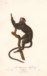 Schwarzer Tamarin (Simia Midas)