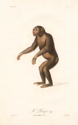 Schimpanse (Simia troglodytes)