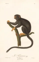 Goldhandtamarin (Simia Midas)