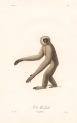Grauer Langur (Simia moloch)