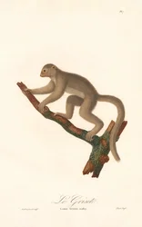 Grauer Mausmaki (Lemur griseus)