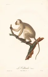 Grüner Meerkatze (Simia Sabaea, Variante A)