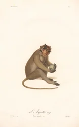 Javaneraffe (Simia aygula)
