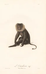 Bartaffe (Simia Silenus)