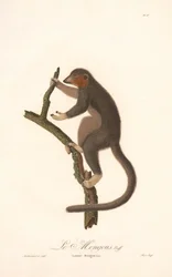 Mungo Lemur (Lemur Mongoz)