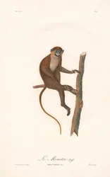 Bartaffe (Simia cephus)