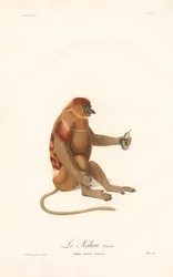 Nasenaffe (Simia nazica)