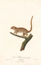 Zwergmauslemur (Lemur pusillus)