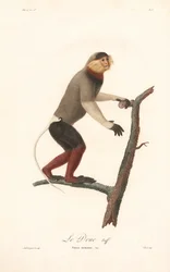 Rotbeiniger Kleideraffe (Simia nemaeus)