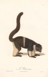 Variante des Vari (Lemur macaco V.A.)