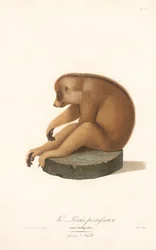 Schlanker Lori (Loris tardigradus)