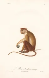 Toque-Makak (Simia sinica)