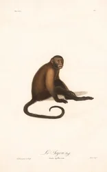 Gehaubter Kapuzineraffe (Simia apella)