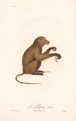 Junger Guinea-Pavian (Simia Sphinx, Varietät b)