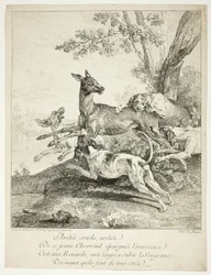 Hirsch von Hunden angegriffen