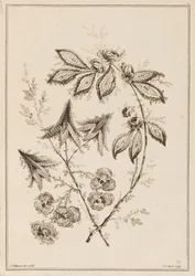 Blütenzweig