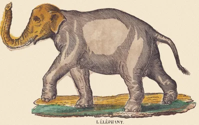 Der Elefant, ca. 1840-1852