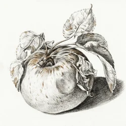 Apfel